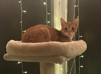 What Makes Orange Cats So...Orange Cat